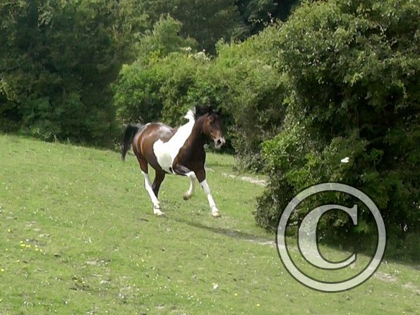 Mia gallop (2)