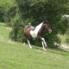 Mia gallop (3)
