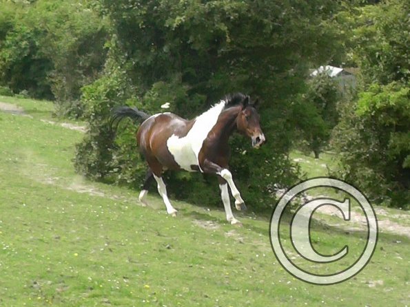 Mia gallop (3)