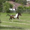 Mia gallop (4)