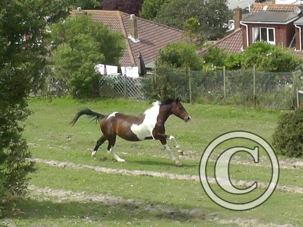 Mia gallop (4)
