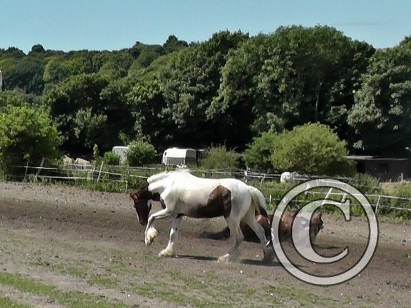 Mia gallop (5)