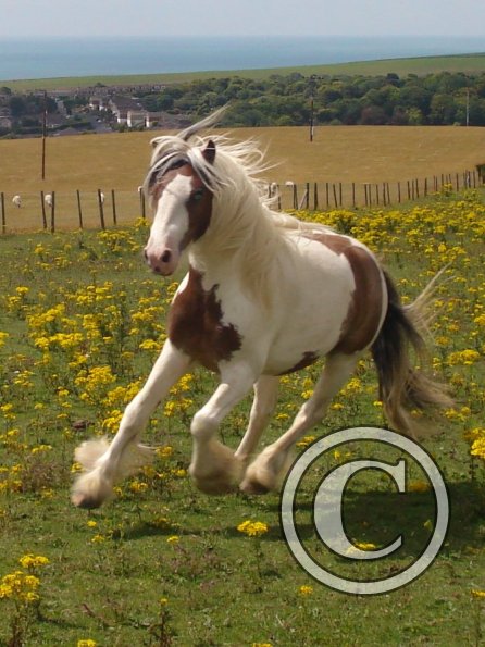 Ragwort racing