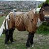 When you dress a pony in a bin bag ...