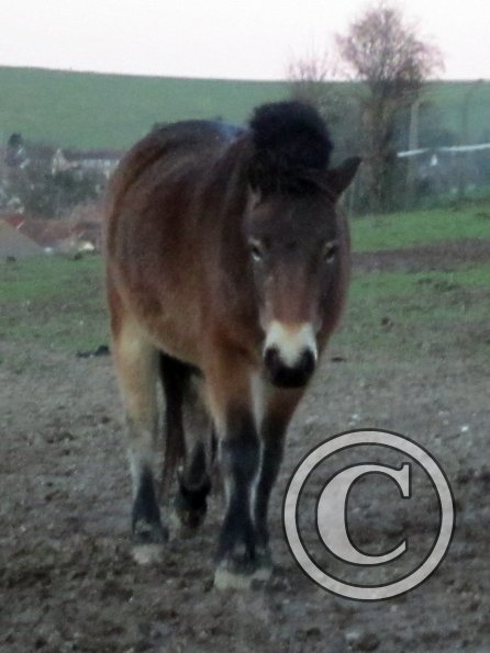 Appley in the mud (2)