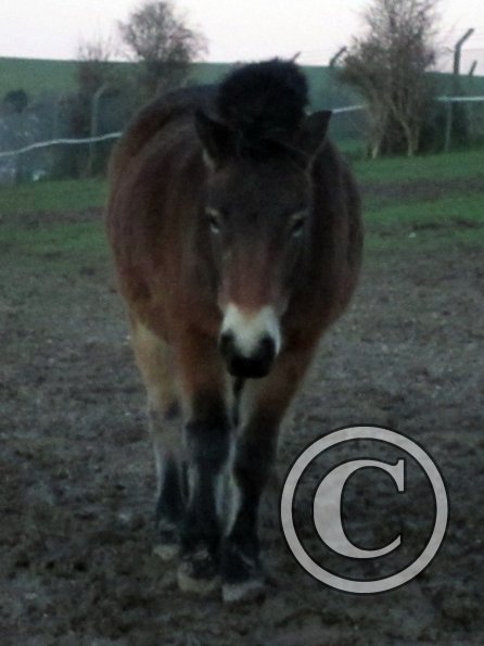 Appley in the mud (3)