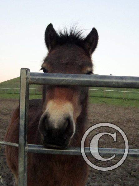 Appley in the mud (4)