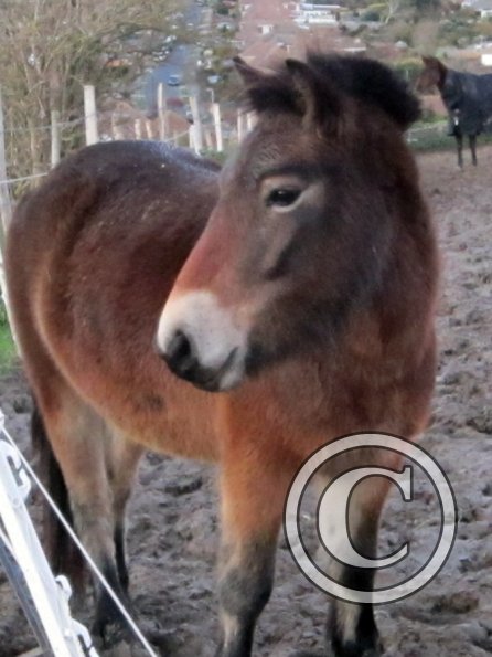 Appley in the mud (6)