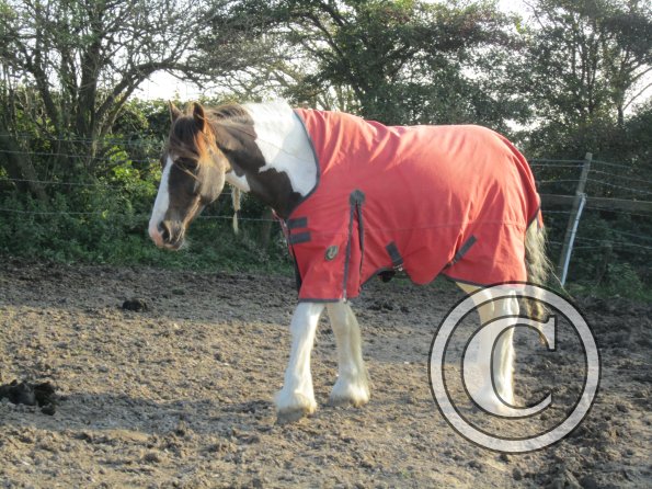 Lance going on in rug