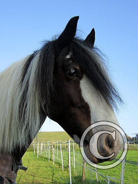 Lucy clipped and trimmed mane