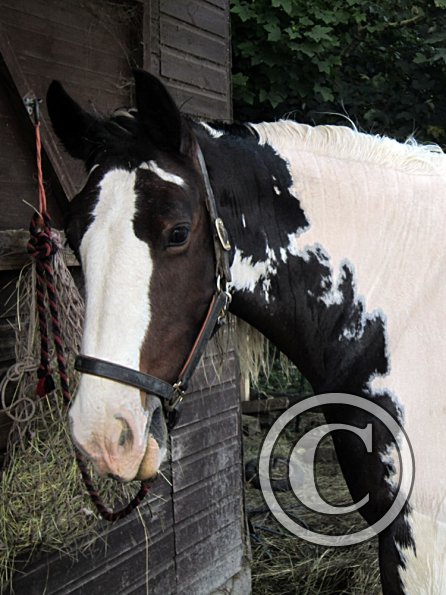 Lucy clipped and washed (2)