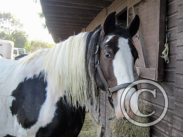 Lucy clipped and washed (3)