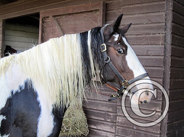 Lucy clipped and washed (4)