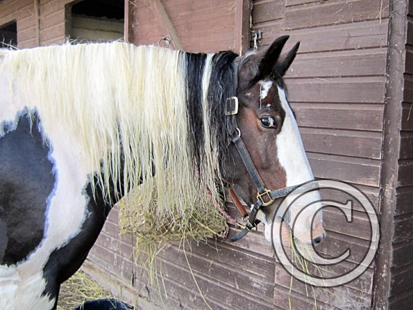 Lucy clipped and washed (5)