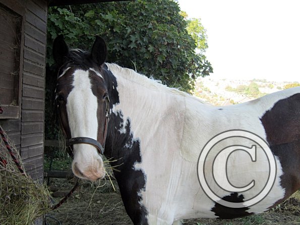 Lucy clipped and washed