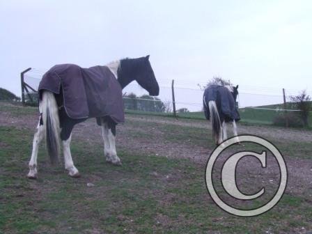 Brother &amp; Sister