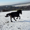 Appley video canter (2)