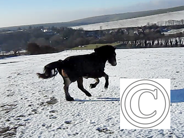 Appley video canter (2)