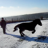 Appley video canter (3)