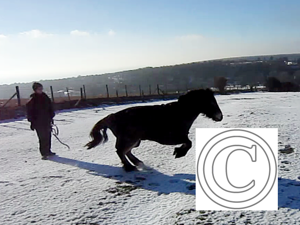 Appley video canter (3)