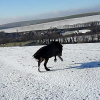 Appley video canter (4)