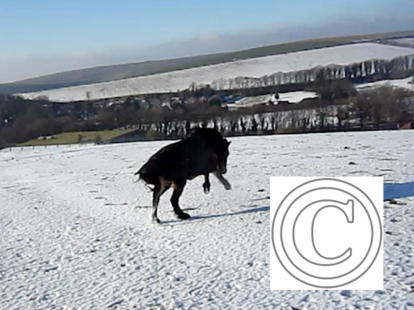 Appley video canter (4)