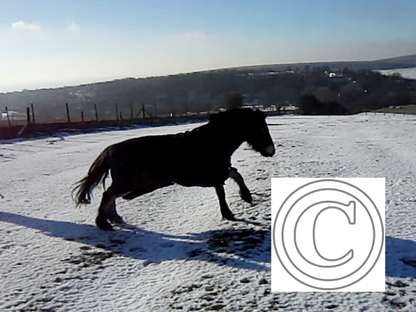 Appley video canter (5)