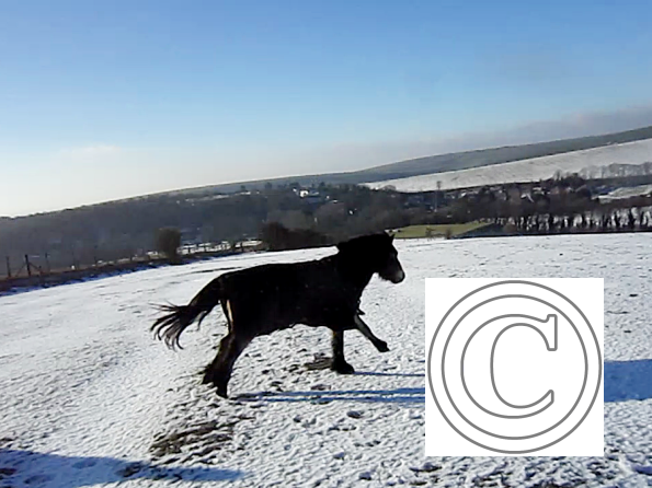 Appley video canter (6)
