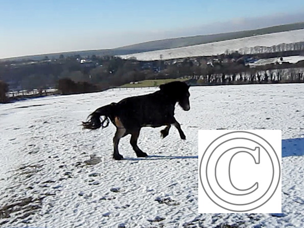 Appley video canter (7)