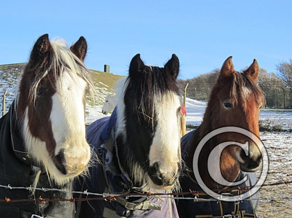 Geezer Hoppit and Sam (2)