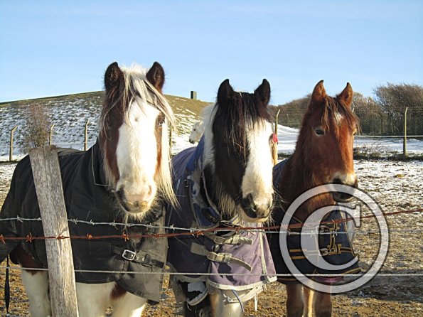 Geezer Hoppit and Sam