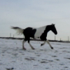 JD Gallop (2)