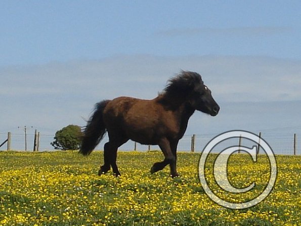 Poppy in the Buttercups