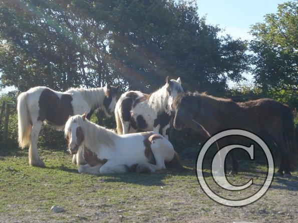 Strange little family