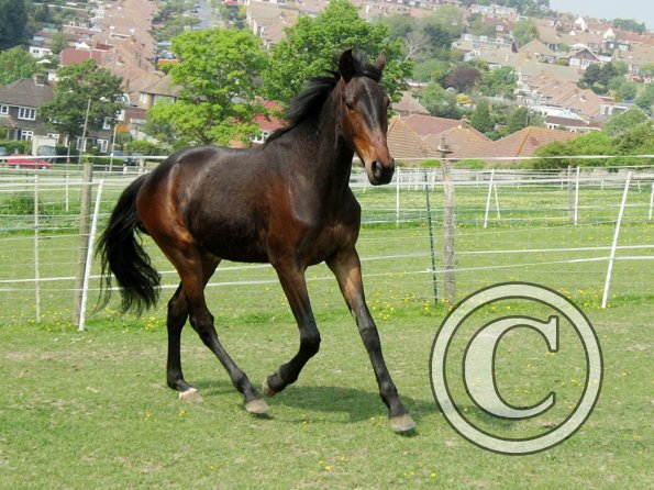 Fluke playing in the field (10)