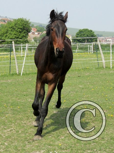 Fluke playing in the field (11)