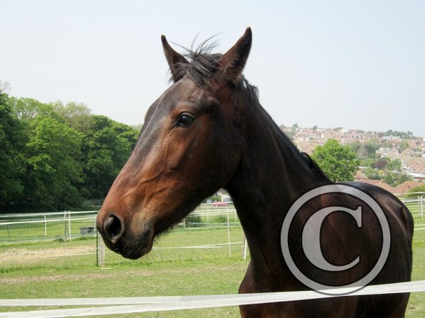 Fluke playing in the field (12)