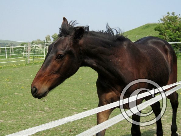 Fluke playing in the field (13)