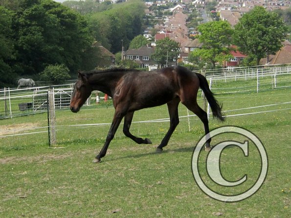Fluke playing in the field (14)