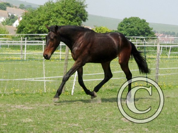 Fluke playing in the field (15)