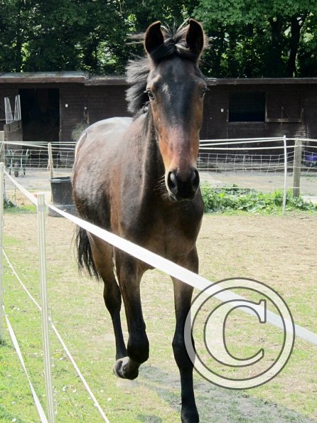 Fluke playing in the field (2)
