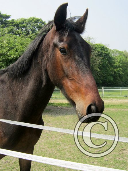 Fluke playing in the field (3)