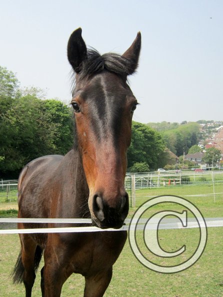 Fluke playing in the field (4)