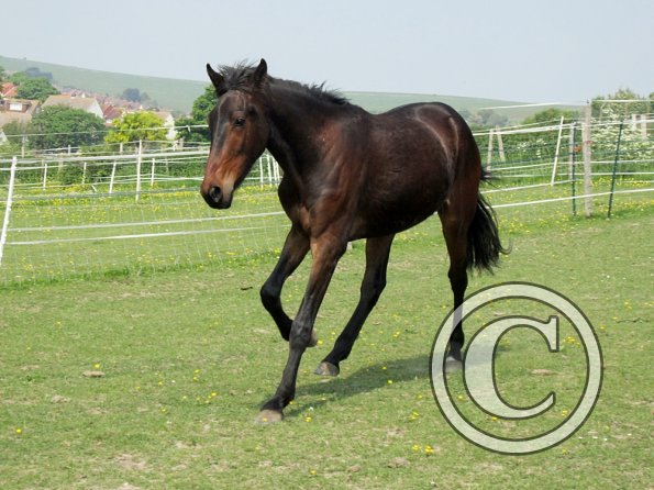 Fluke playing in the field (5)