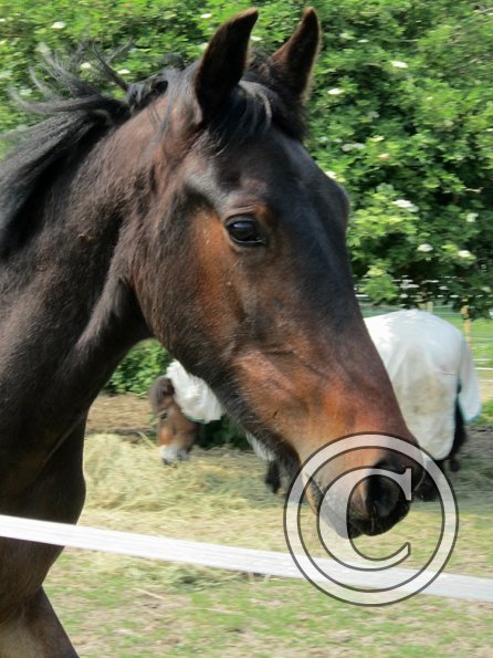 Fluke playing in the field (6)