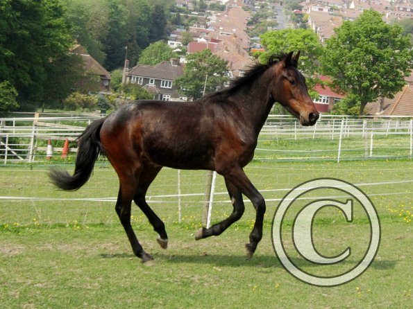 Fluke playing in the field (7)