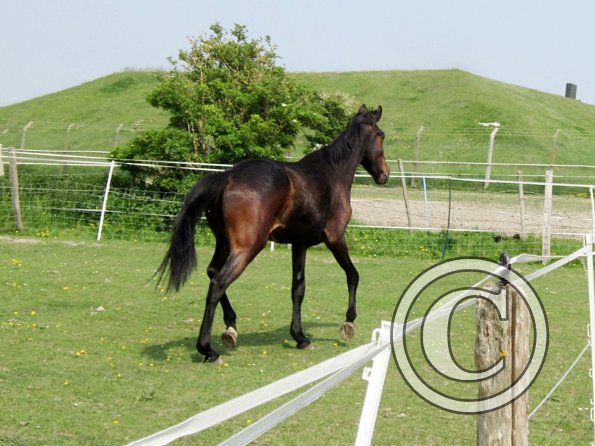 Fluke playing in the field (8)