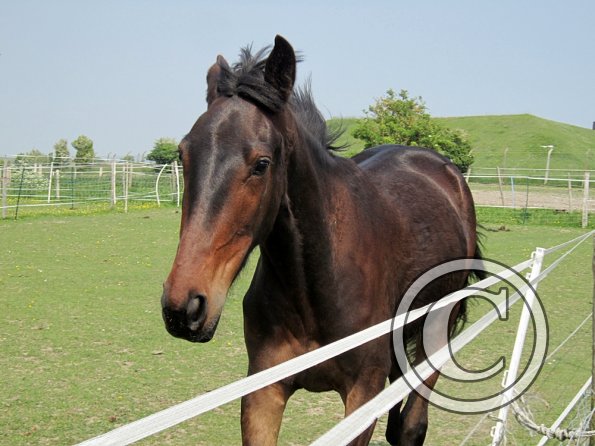 Fluke playing in the field (9)