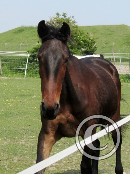 Fluke playing in the field
