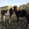 Foals in the mud (3)